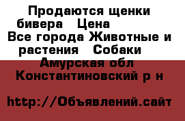 Продаются щенки бивера › Цена ­ 25 000 - Все города Животные и растения » Собаки   . Амурская обл.,Константиновский р-н